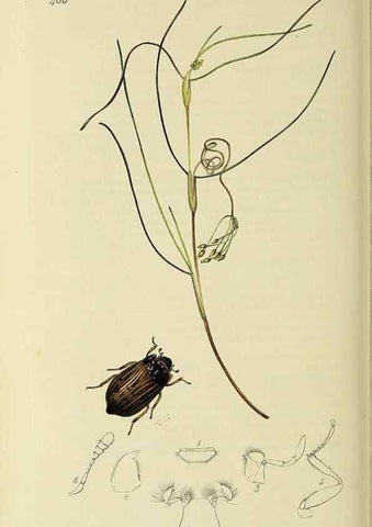 Reproducción/Reproduction 36325387426: British entomology :. London,Printed for the author,1823-1840 [i.e. 1840].