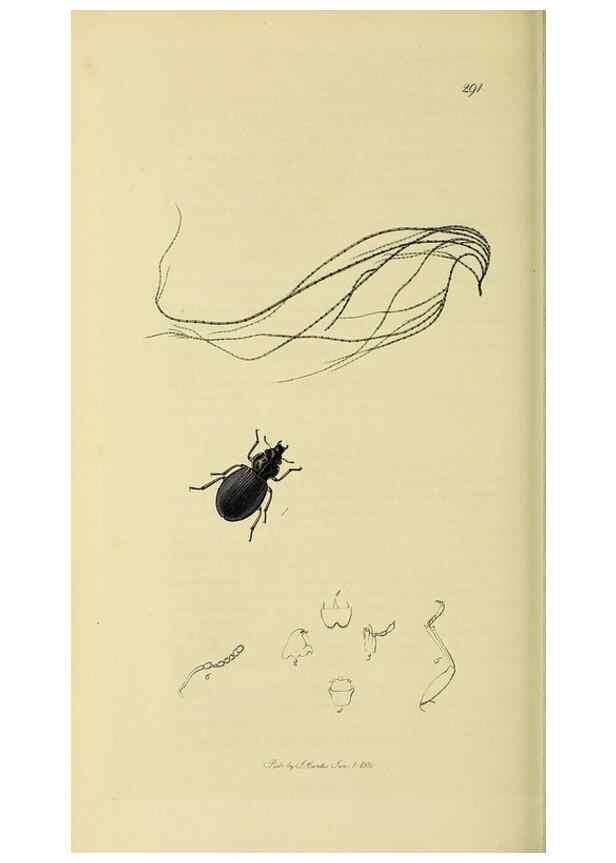 Reproducción/Reproduction 36325389766: British entomology :. London,Printed for the author,1823-1840 [i.e. 1840].