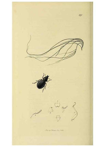 Reproducción/Reproduction 36325389766: British entomology :. London,Printed for the author,1823-1840 [i.e. 1840].