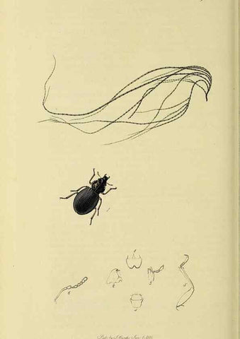 Reproducción/Reproduction 36325389766: British entomology :. London,Printed for the author,1823-1840 [i.e. 1840].