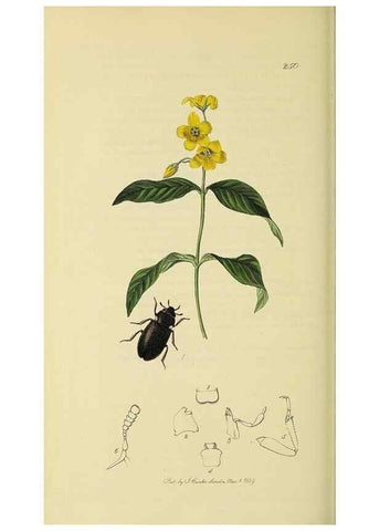 Reproducción/Reproduction 36325393126: British entomology :. London,Printed for the author,1823-1840 [i.e. 1840].