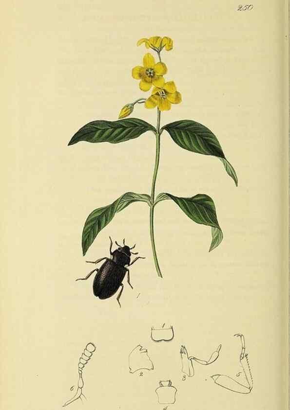 Reproducción/Reproduction 36325393126: British entomology :. London,Printed for the author,1823-1840 [i.e. 1840].