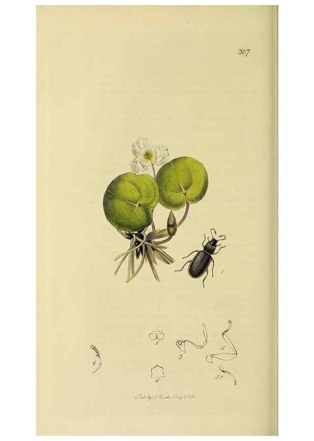 Reproducción/Reproduction 35561772473: British entomology :. London,Printed for the author,1823-1840 [i.e. 1840].