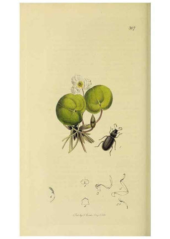 Reproducción/Reproduction 35561772473: British entomology :. London,Printed for the author,1823-1840 [i.e. 1840].