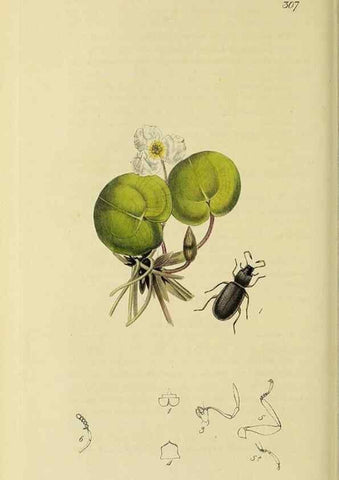 Reproducción/Reproduction 35561772473: British entomology :. London,Printed for the author,1823-1840 [i.e. 1840].