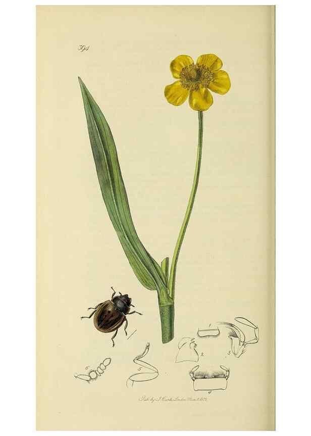 Reproducción/Reproduction 35561775863: British entomology :. London,Printed for the author,1823-1840 [i.e. 1840].