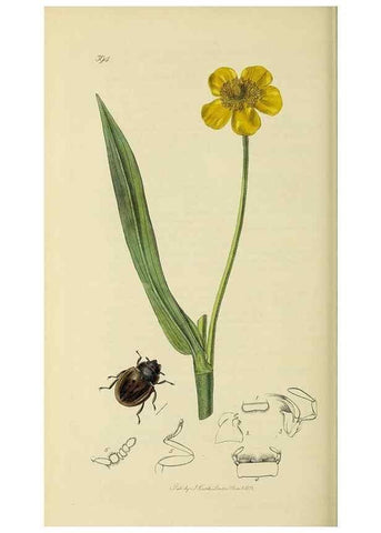 Reproducción/Reproduction 35561775863: British entomology :. London,Printed for the author,1823-1840 [i.e. 1840].
