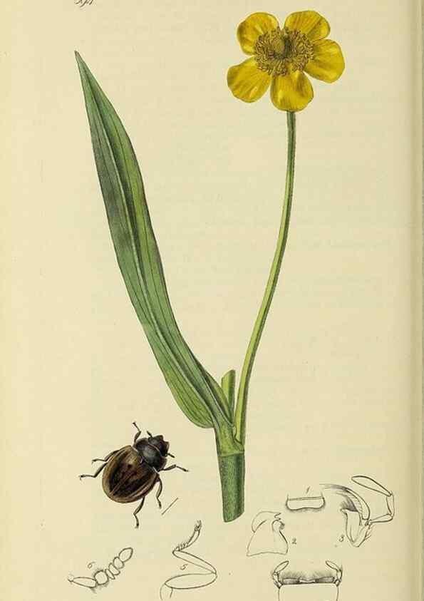 Reproducción/Reproduction 35561775863: British entomology :. London,Printed for the author,1823-1840 [i.e. 1840].