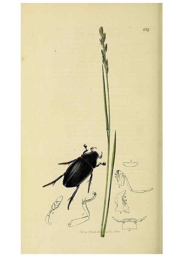 Reproducción/Reproduction 35561779663: British entomology :. London,Printed for the author,1823-1840 [i.e. 1840].
