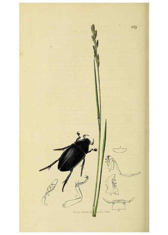 Reproducción/Reproduction 35561779663: British entomology :. London,Printed for the author,1823-1840 [i.e. 1840].