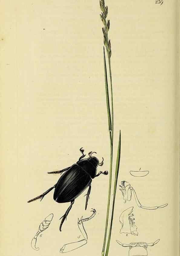 Reproducción/Reproduction 35561779663: British entomology :. London,Printed for the author,1823-1840 [i.e. 1840].