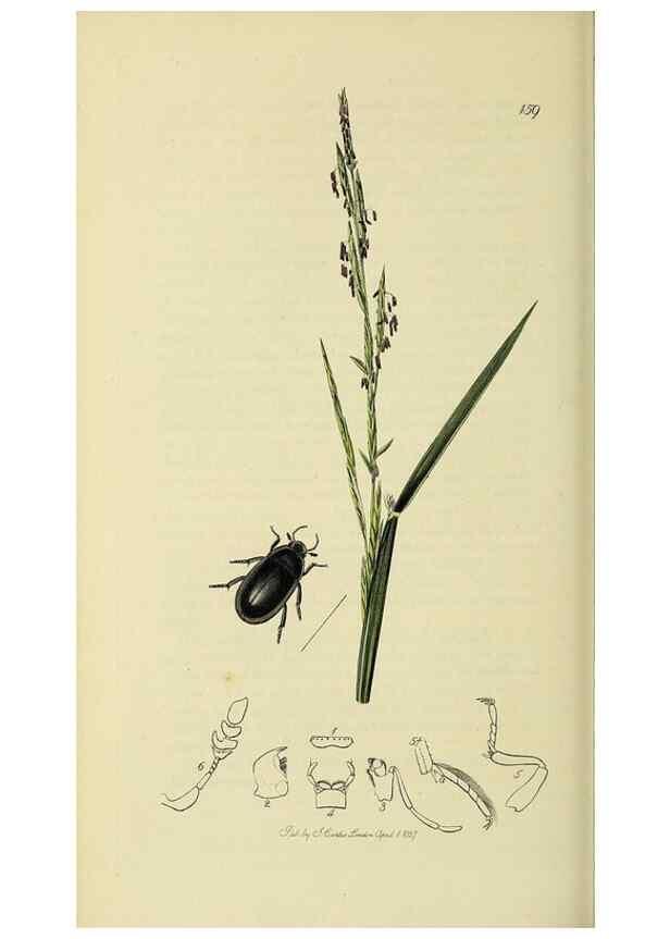 Reproducción/Reproduction 35561782573: British entomology :. London,Printed for the author,1823-1840 [i.e. 1840].