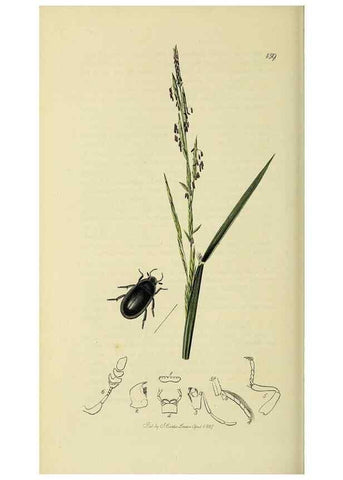 Reproducción/Reproduction 35561782573: British entomology :. London,Printed for the author,1823-1840 [i.e. 1840].