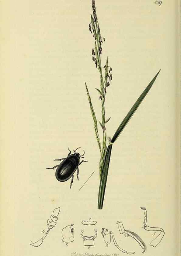 Reproducción/Reproduction 35561782573: British entomology :. London,Printed for the author,1823-1840 [i.e. 1840].