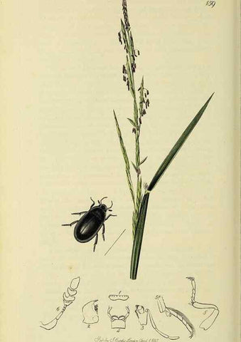 Reproducción/Reproduction 35561782573: British entomology :. London,Printed for the author,1823-1840 [i.e. 1840].