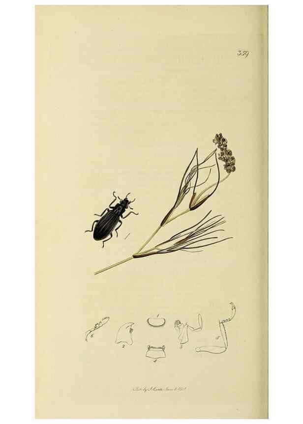 Reproducción/Reproduction 36325384786: British entomology :. London,Printed for the author,1823-1840 [i.e. 1840].