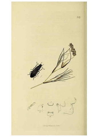 Reproducción/Reproduction 36325384786: British entomology :. London,Printed for the author,1823-1840 [i.e. 1840].