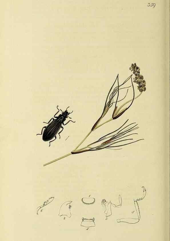 Reproducción/Reproduction 36325384786: British entomology :. London,Printed for the author,1823-1840 [i.e. 1840].