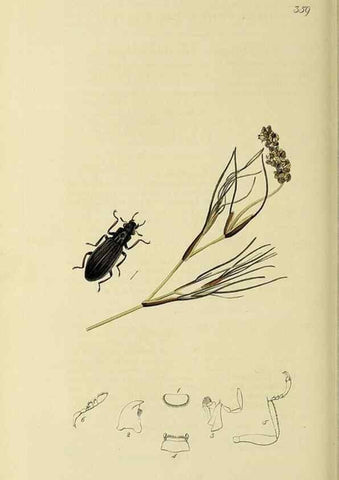 Reproducción/Reproduction 36325384786: British entomology :. London,Printed for the author,1823-1840 [i.e. 1840].