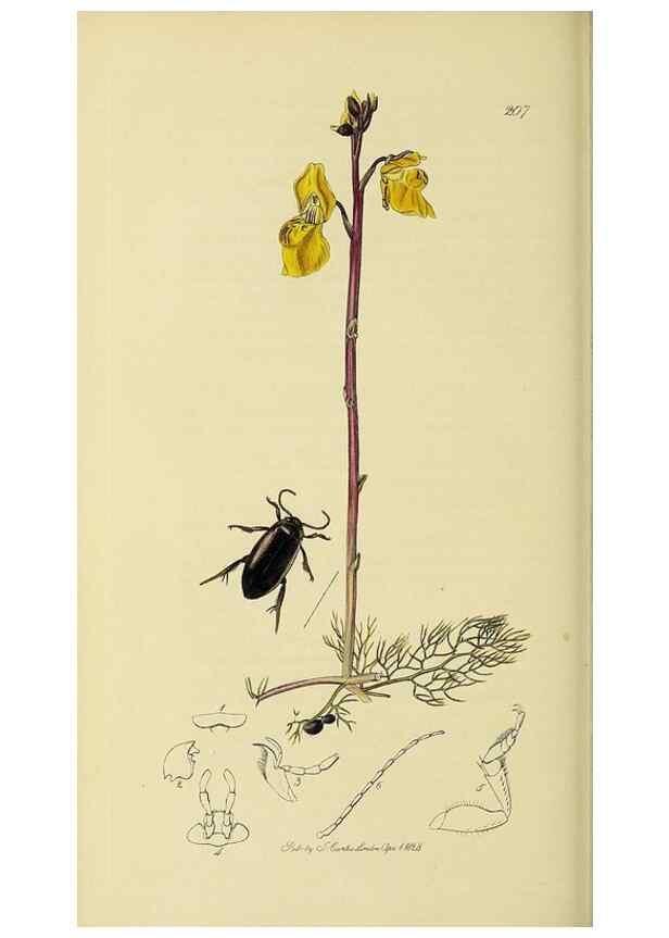 Reproducción/Reproduction 35561723443: British entomology :. London,Printed for the author,1823-1840 [i.e. 1840].