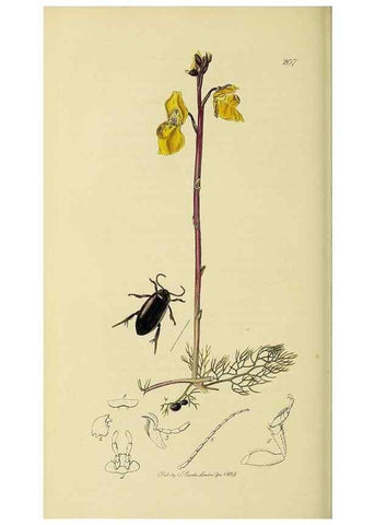 Reproducción/Reproduction 35561723443: British entomology :. London,Printed for the author,1823-1840 [i.e. 1840].