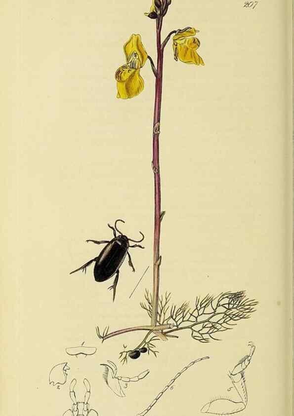 Reproducción/Reproduction 35561723443: British entomology :. London,Printed for the author,1823-1840 [i.e. 1840].
