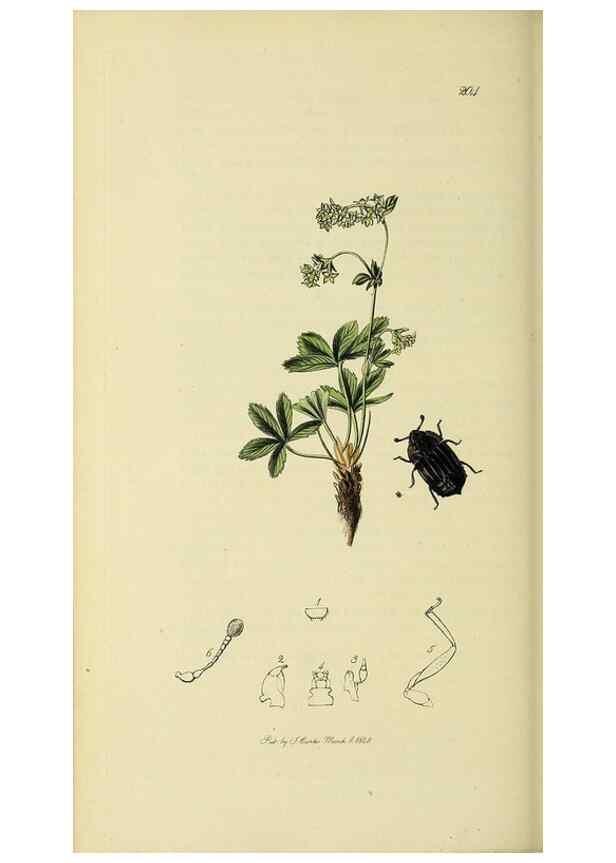 Reproducción/Reproduction 36233498511: British entomology :. London,Printed for the author,1823-1840 [i.e. 1840].