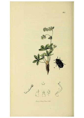 Reproducción/Reproduction 36233498511: British entomology :. London,Printed for the author,1823-1840 [i.e. 1840].