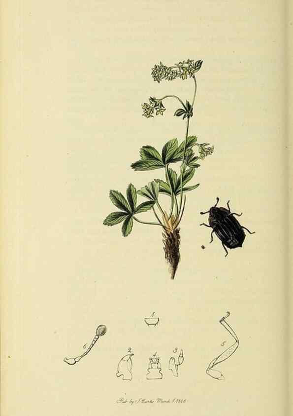 Reproducción/Reproduction 36233498511: British entomology :. London,Printed for the author,1823-1840 [i.e. 1840].
