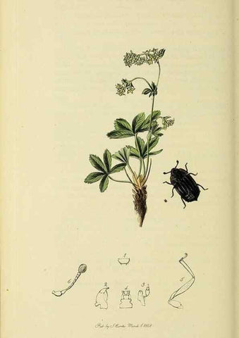 Reproducción/Reproduction 36233498511: British entomology :. London,Printed for the author,1823-1840 [i.e. 1840].