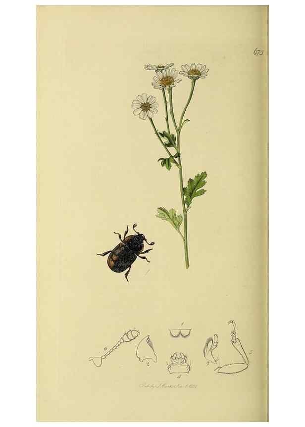 Reproducción/Reproduction 35561827903: British entomology :. London,Printed for the author,1823-1840 [i.e. 1840].