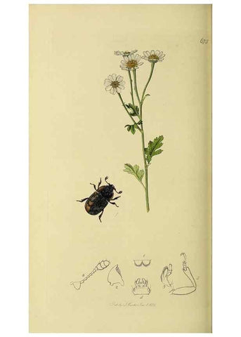 Reproducción/Reproduction 35561827903: British entomology :. London,Printed for the author,1823-1840 [i.e. 1840].