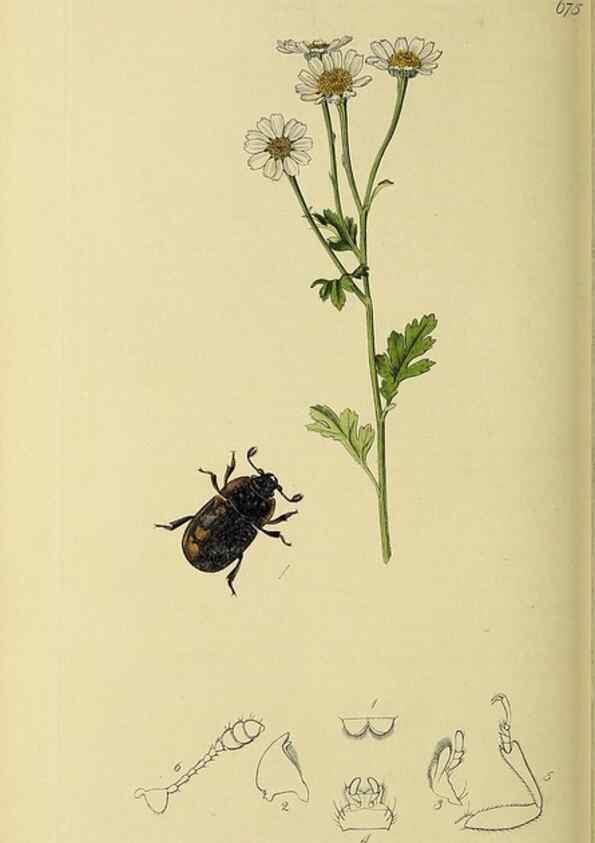 Reproducción/Reproduction 35561827903: British entomology :. London,Printed for the author,1823-1840 [i.e. 1840].
