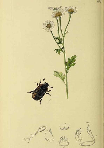 Reproducción/Reproduction 35561827903: British entomology :. London,Printed for the author,1823-1840 [i.e. 1840].