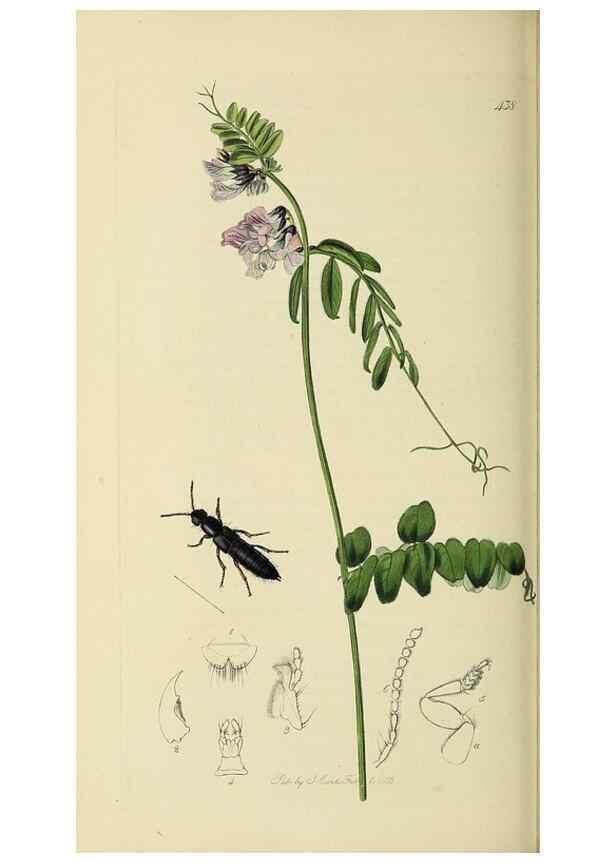 Reproducción/Reproduction 36201809142: British entomology :. London,Printed for the author,1823-1840 [i.e. 1840].