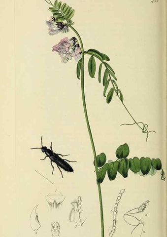 Reproducción/Reproduction 36201809142: British entomology :. London,Printed for the author,1823-1840 [i.e. 1840].