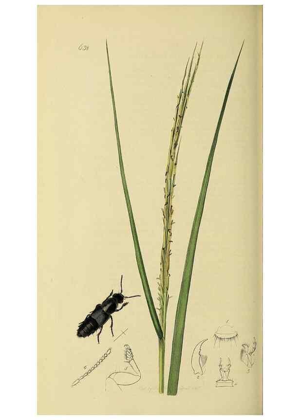 Reproducción/Reproduction 36201811472: British entomology :. London,Printed for the author,1823-1840 [i.e. 1840].