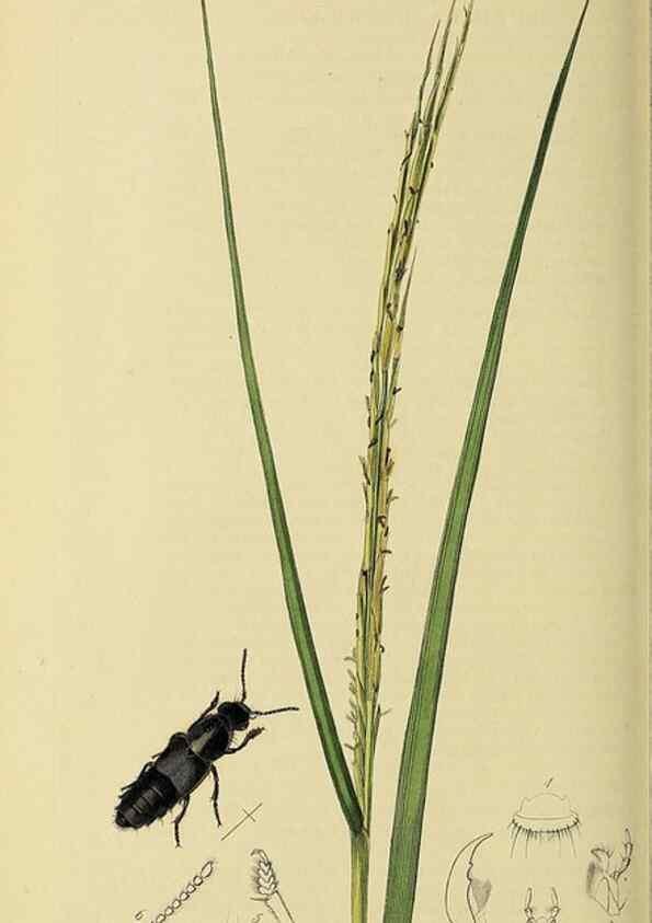 Reproducción/Reproduction 36201811472: British entomology :. London,Printed for the author,1823-1840 [i.e. 1840].