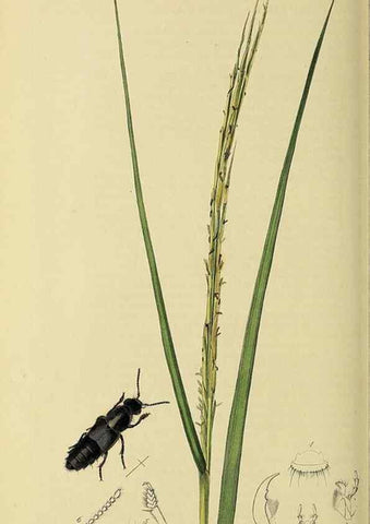 Reproducción/Reproduction 36201811472: British entomology :. London,Printed for the author,1823-1840 [i.e. 1840].