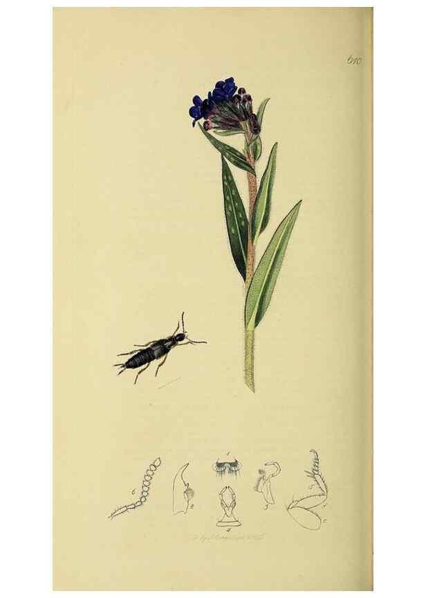 Reproducción/Reproduction 36201814022: British entomology :. London,Printed for the author,1823-1840 [i.e. 1840].
