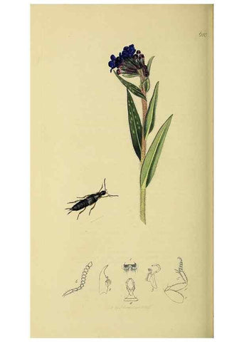Reproducción/Reproduction 36201814022: British entomology :. London,Printed for the author,1823-1840 [i.e. 1840].