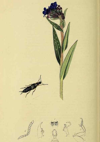 Reproducción/Reproduction 36201814022: British entomology :. London,Printed for the author,1823-1840 [i.e. 1840].