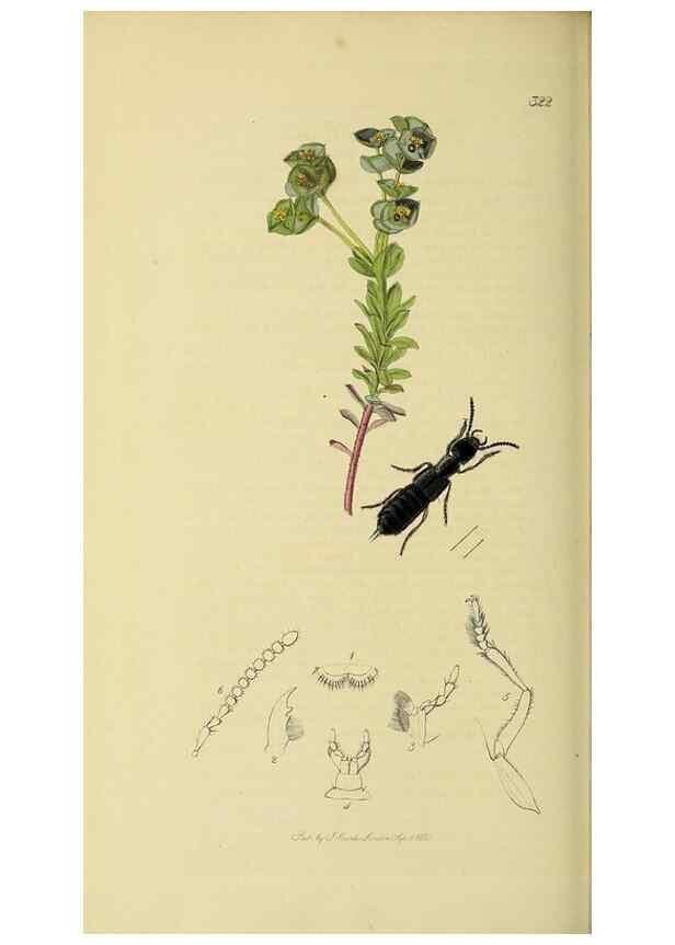 Reproducción/Reproduction 36201817412: British entomology :. London,Printed for the author,1823-1840 [i.e. 1840].
