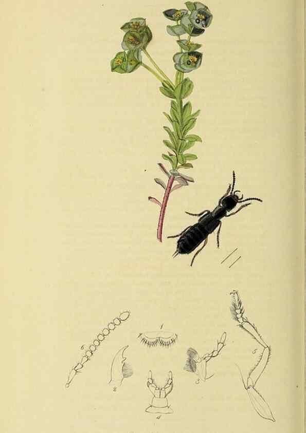 Reproducción/Reproduction 36201817412: British entomology :. London,Printed for the author,1823-1840 [i.e. 1840].