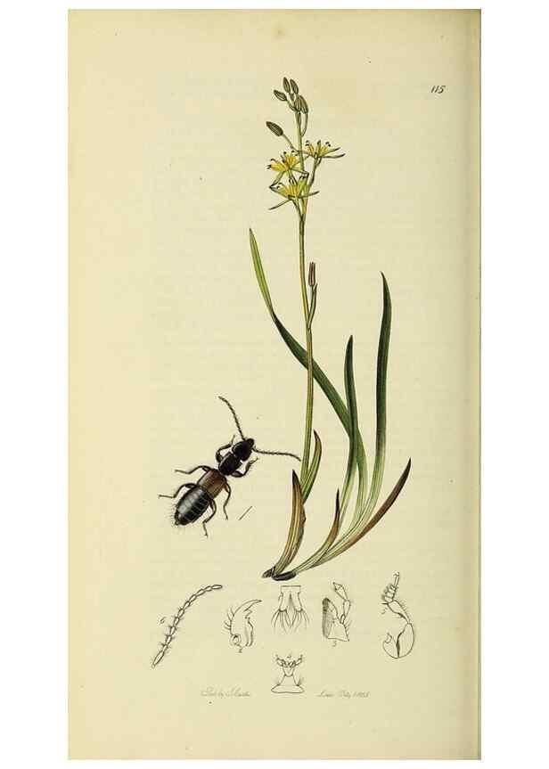 Reproducción/Reproduction 36370266315: British entomology :. London,Printed for the author,1823-1840 [i.e. 1840].