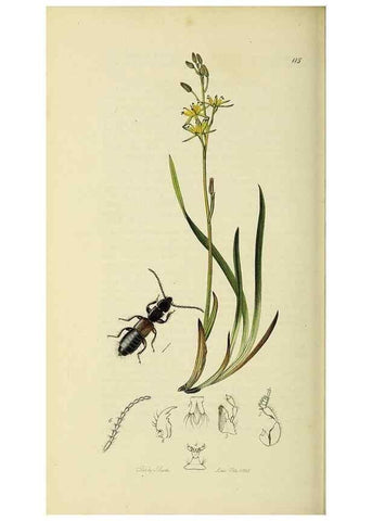 Reproducción/Reproduction 36370266315: British entomology :. London,Printed for the author,1823-1840 [i.e. 1840].