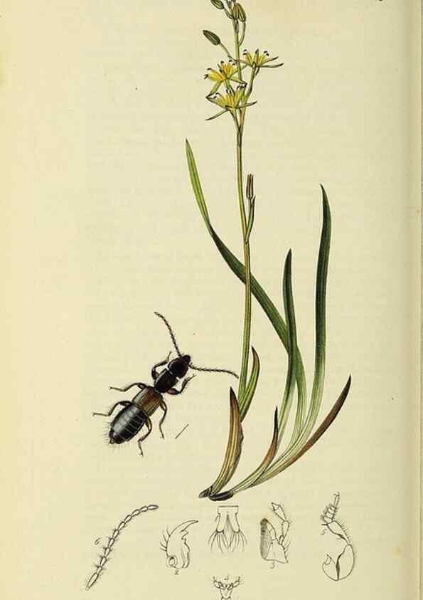 Reproducción/Reproduction 36370266315: British entomology :. London,Printed for the author,1823-1840 [i.e. 1840].