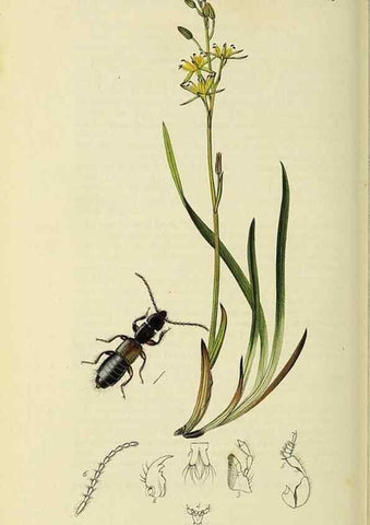 Reproducción/Reproduction 36370266315: British entomology :. London,Printed for the author,1823-1840 [i.e. 1840].