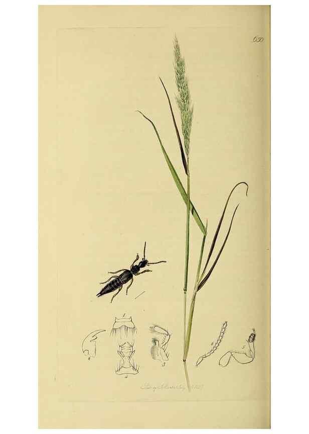 Reproducción/Reproduction 36370268435: British entomology :. London,Printed for the author,1823-1840 [i.e. 1840].