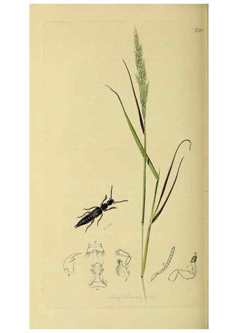 Reproducción/Reproduction 36370268435: British entomology :. London,Printed for the author,1823-1840 [i.e. 1840].